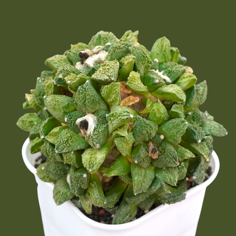 Rare multi-headed Ariocarpus godzilla cactus specimen - Samarth Cactus Nursery India.