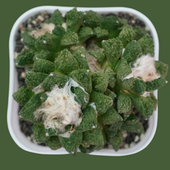 Rare Ariocarpus godzilla x fissuratus hybrid cactus on own roots - Samarth Cactus Nursery India.