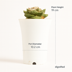 Ariocarpus hybrid retusus x fissuratus age