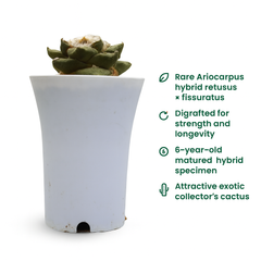 Ariocarpus hybrid retusus x fissuratus age