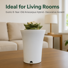 Top view of mature 4-inch Ariocarpus retusus x fissuratus hybrid showing unique fissured tubercle texture.