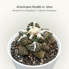 Ariocarpus lloydii cv. latus