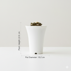 Ariocarpus lloydii cv. latus