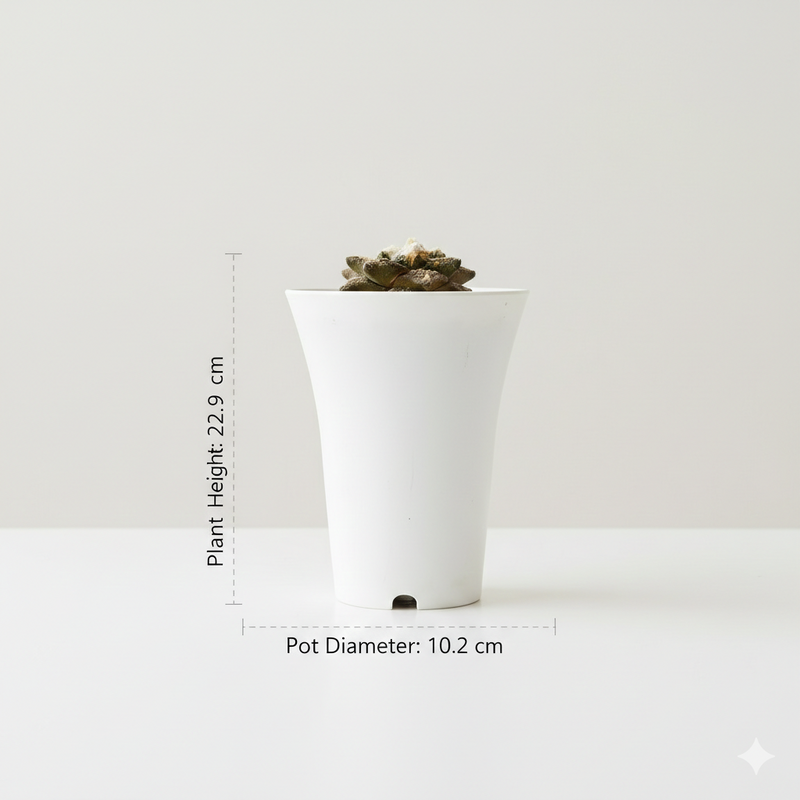 Ariocarpus lloydii cv. latus