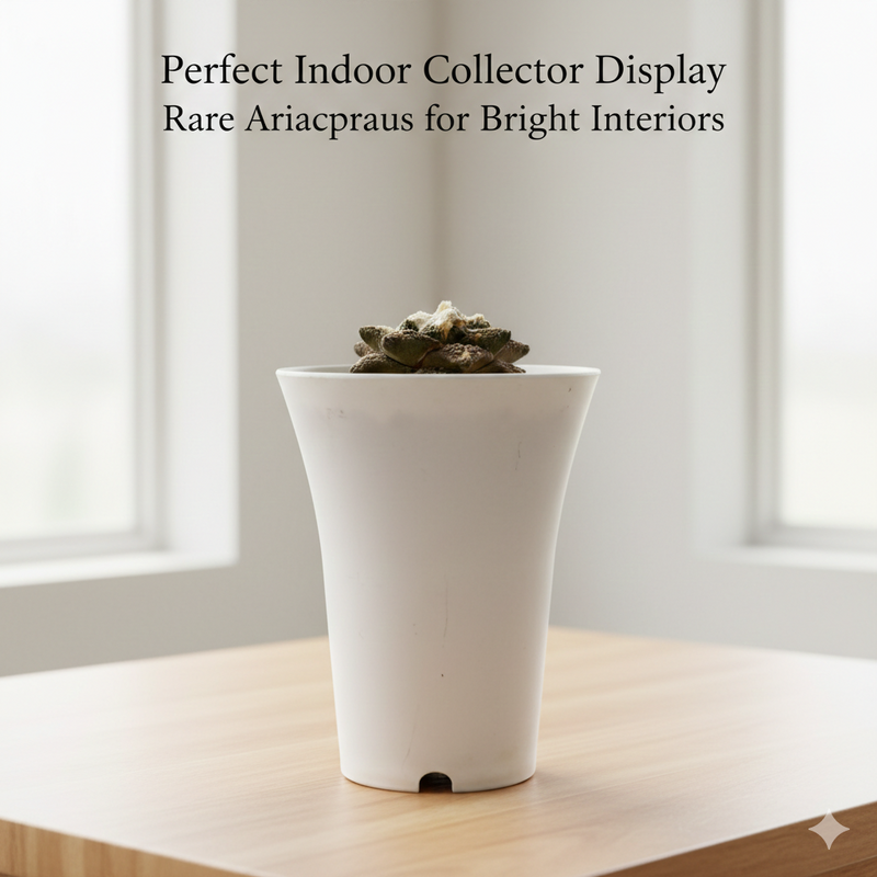 Ariocarpus lloydii cv. latus