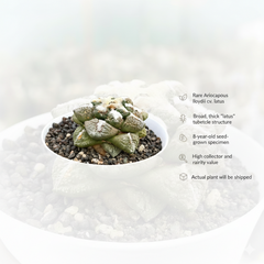 Ariocarpus lloydii cv. latus