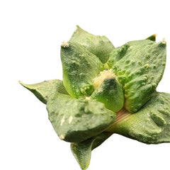 6-Year-Old Rare Ariocarpus retusus x cauliflower hybrid cactus - Samarth Cactus Nursery India.