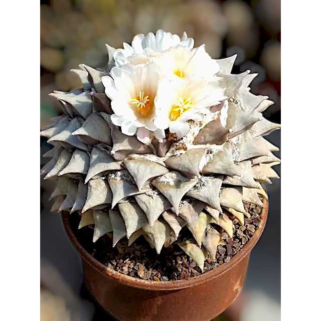 3-Year-Old Rare Seed-Grown Ariocarpus retusus cactus in bloom - Samarth Cactus Nursery India