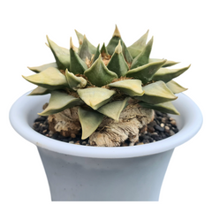 9-Year-Old Rare Seed-Grown Ariocarpus retusus cactus 5-inch diameter - Samarth Cactus Nursery India.