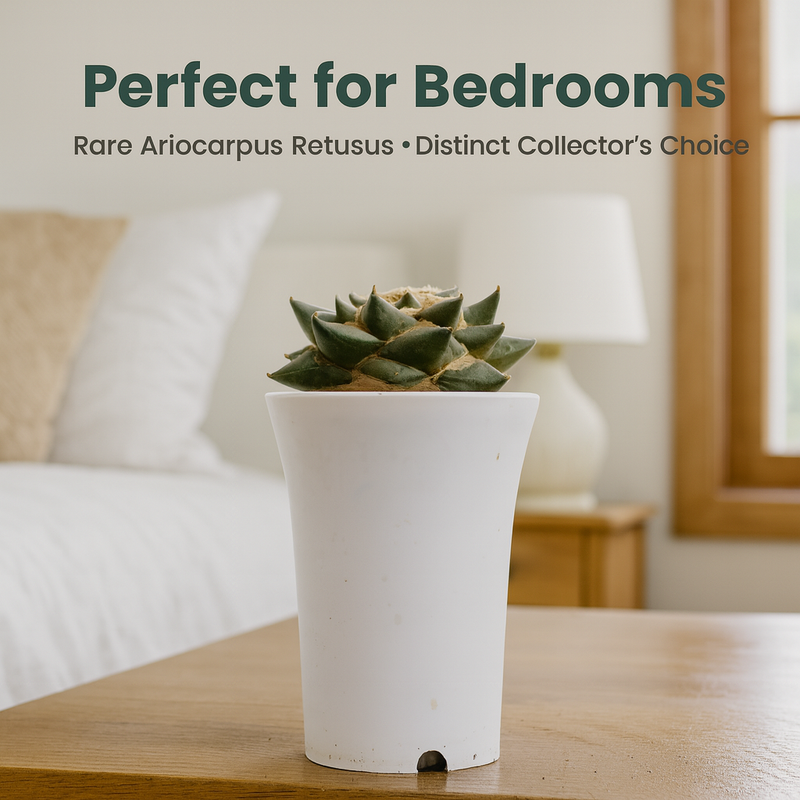 Ariocarpus reduces ( pure sp )