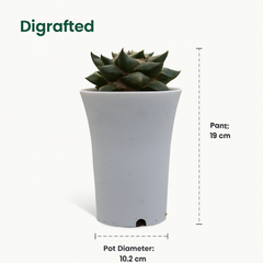 Ariocarpus reduces ( pure sp )