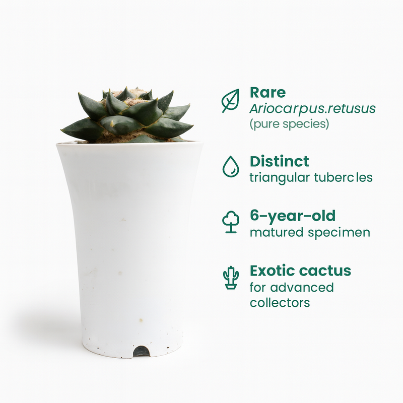 Ariocarpus reduces ( pure sp )