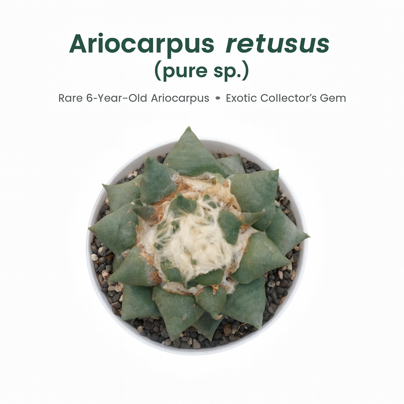 Top view of 4-inch mature Ariocarpus retusus showing unique triangular tubercles.
