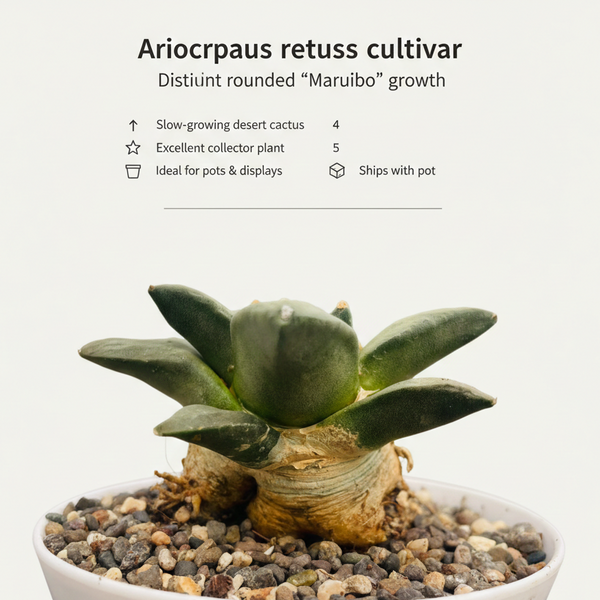 Ariocarpus reduces cv maruibo