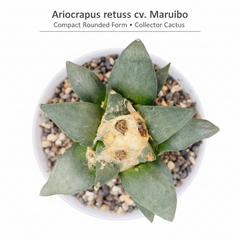 Ariocarpus reduces cv maruibo