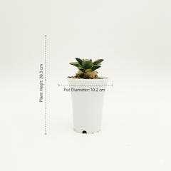 Ariocarpus reduces cv maruibo