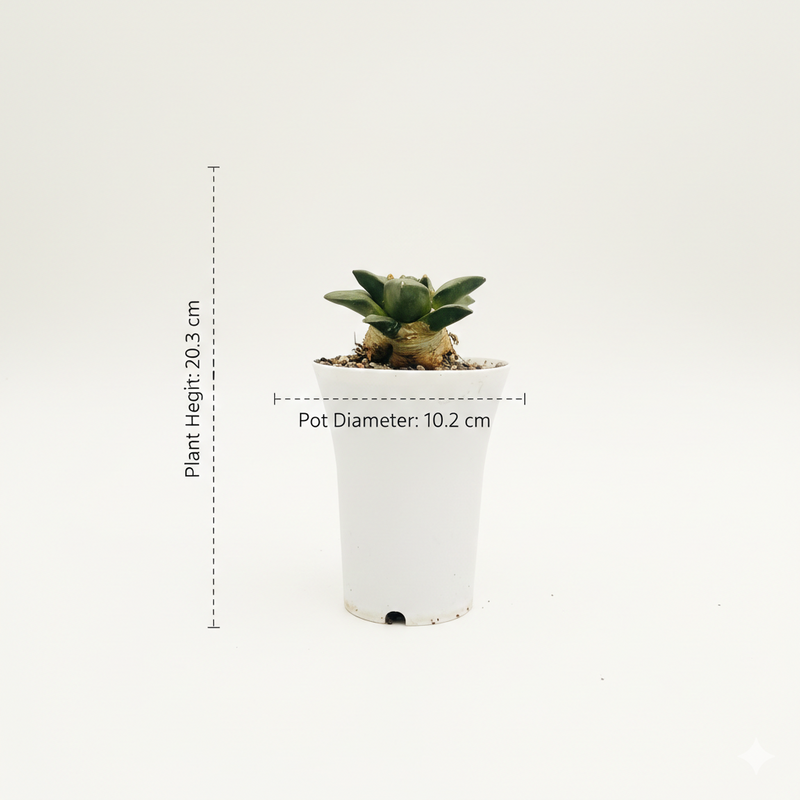 Ariocarpus reduces cv maruibo