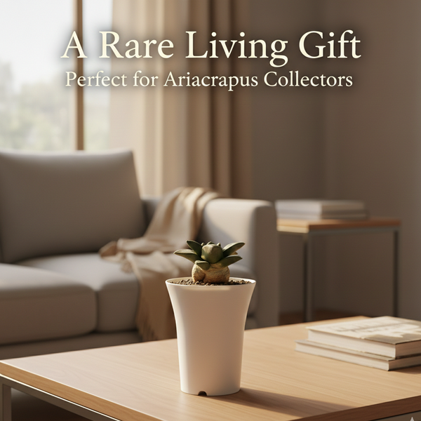 Ariocarpus reduces cv maruibo