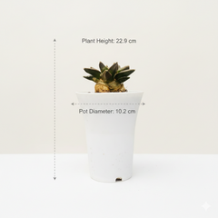 Ariocarpus retusus scheidw