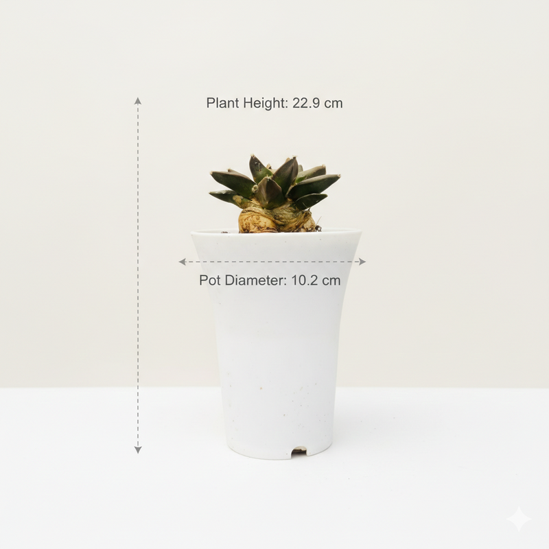 Ariocarpus retusus scheidw