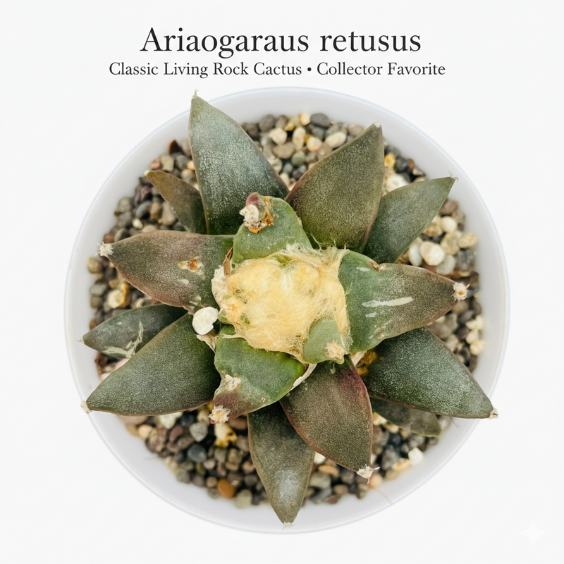 Ariocarpus retusus scheidw