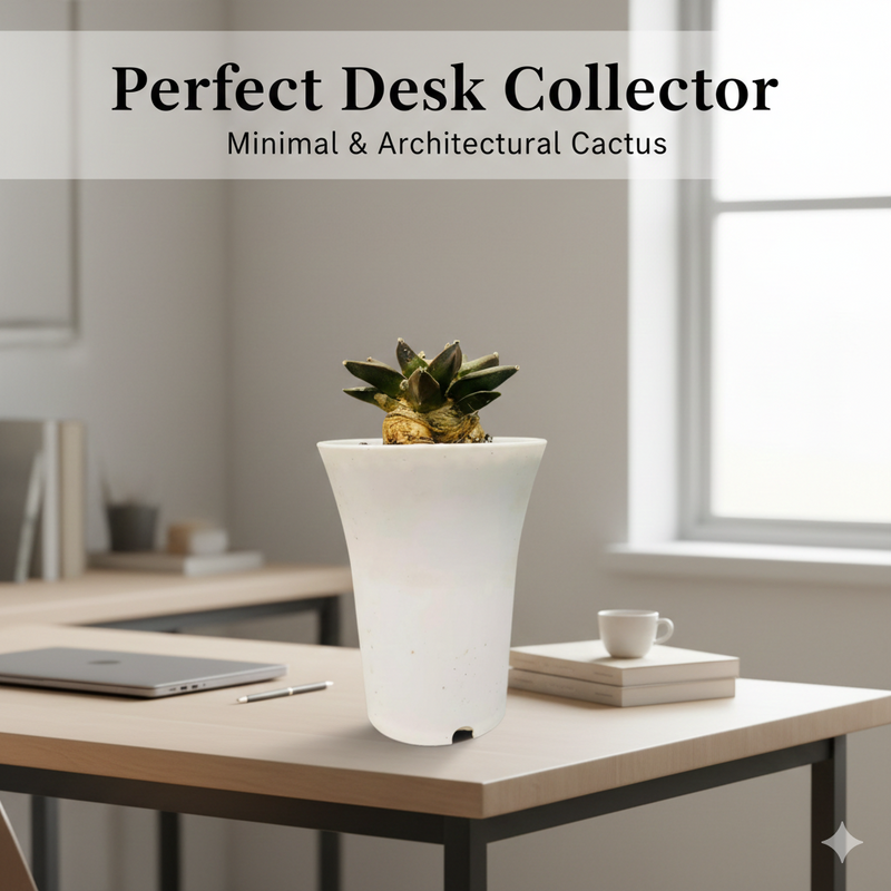 Ariocarpus retusus scheidw