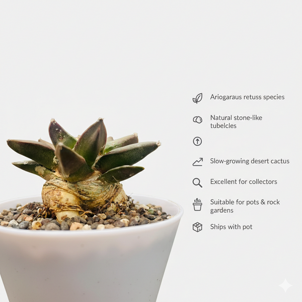 Ariocarpus retusus scheidw