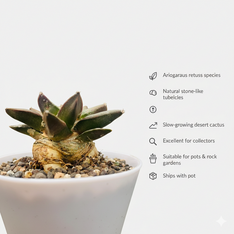 Ariocarpus retusus scheidw