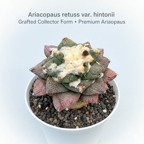 Ariocarpus retusus var. hintonii