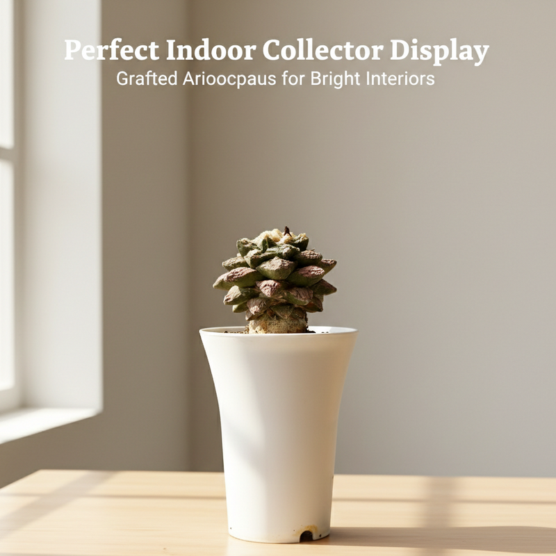 Ariocarpus retusus var. hintonii