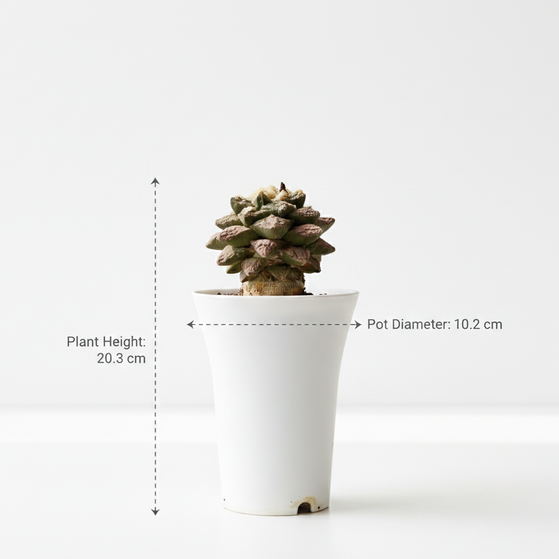 Ariocarpus retusus var. hintonii