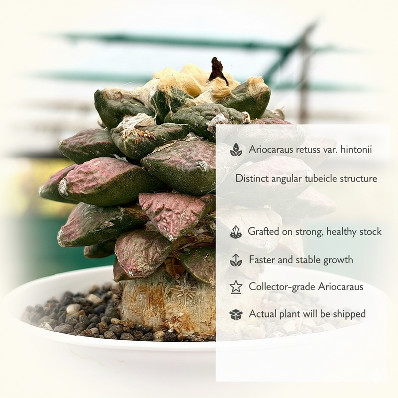 Ariocarpus retusus var. hintonii