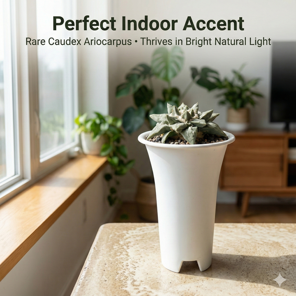 Side view of mature 5-inch Ariocarpus retusus cauliflower hybrid in a white pot.