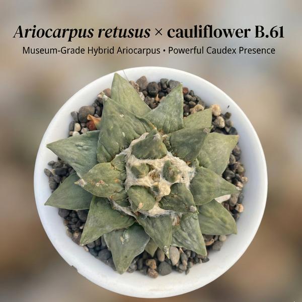 9-Year-Old Rare Ariocarpus retusus x cauliflower B.61 hybrid cactus - Samarth Cactus Nursery India.