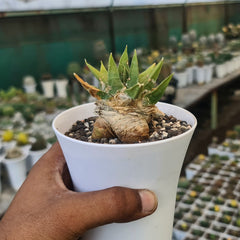 4-Year-Old Rare Ariocarpus trigonus horacekii Cactus - Samarth Cactus Nursery India.