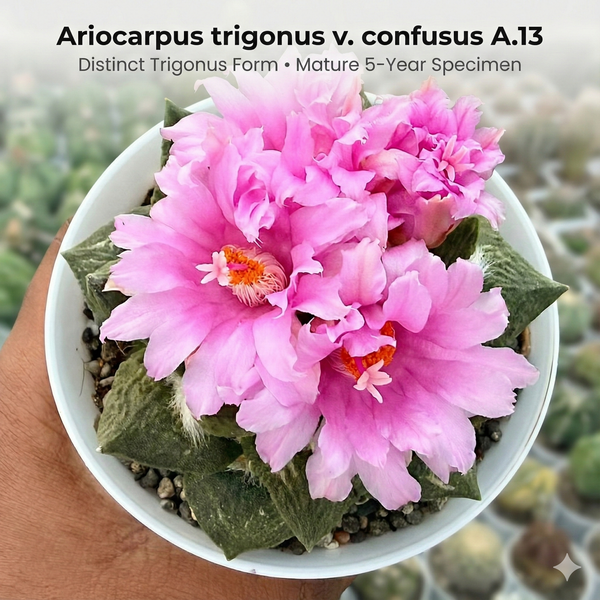 Rare flowering Ariocarpus trigonus v. confusus A.13 cactus with pink flowers - Samarth Cactus Nursery India.