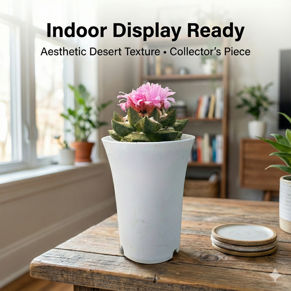 Top view of mature 4-inch Ariocarpus trigonus v. confusus specimen in bloom.