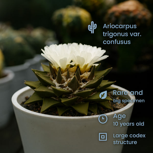 Ariocarpus trigonus var. confusus