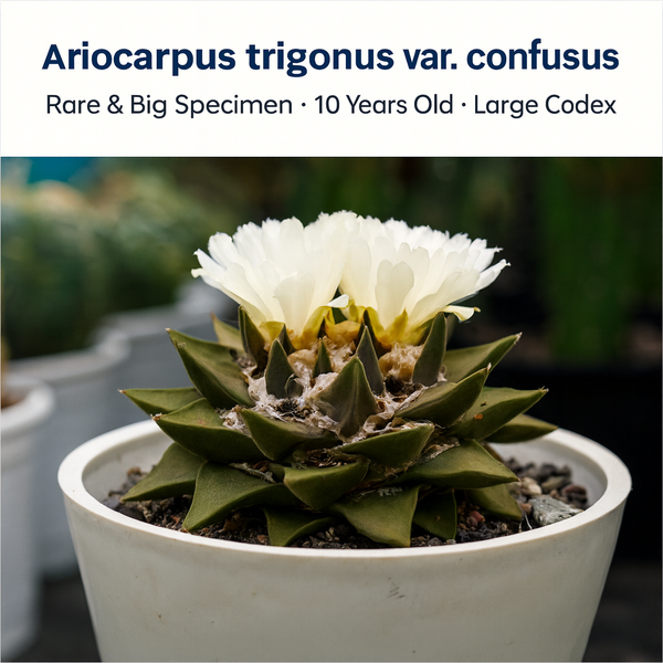 Top view of mature 7-inch Ariocarpus trigonus var. confusus in bloom with white flowers.
