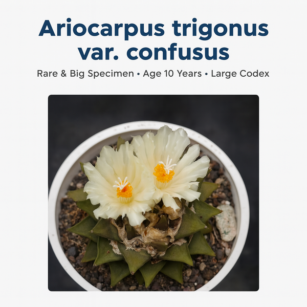 10-Year-Old Rare Ariocarpus trigonus var. confusus cactus with large caudex - Samarth Cactus Nursery India.
