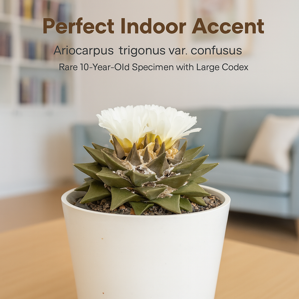 Ariocarpus trigonus var. confusus