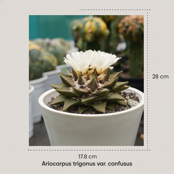 Ariocarpus trigonus var. confusus