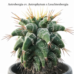 Astrobergia cv. Astrophytum sp. x Leuctenbergia