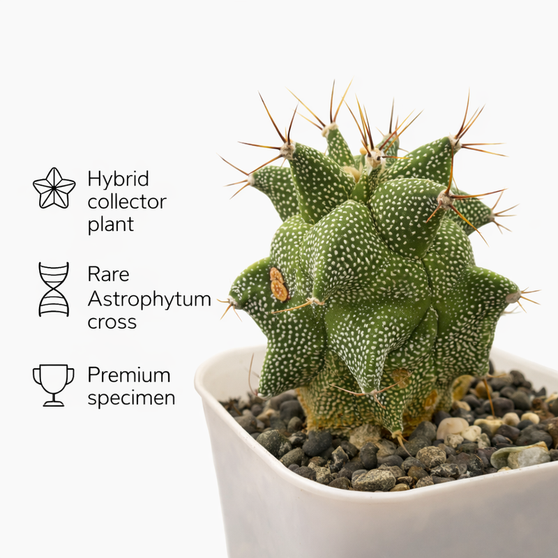 Astrobergia cv. Astrophytum sp. x Leuctenbergia