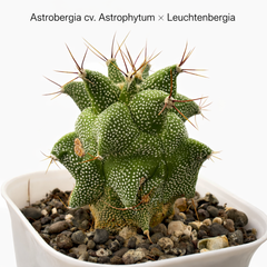 Astrobergia cv. Astrophytum sp. x Leuctenbergia
