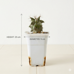 Astrobergia cv. Astrophytum sp. x Leuctenbergia