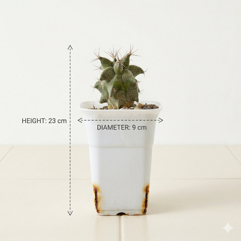 Astrobergia cv. Astrophytum sp. x Leuctenbergia