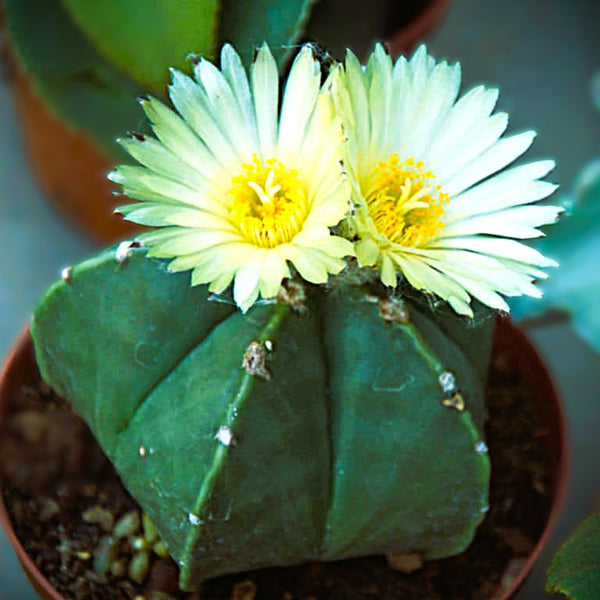 Rare Astrophytum nudam pantacostum spineless star cactus in bloom - Samarth Cactus Nursery India.
