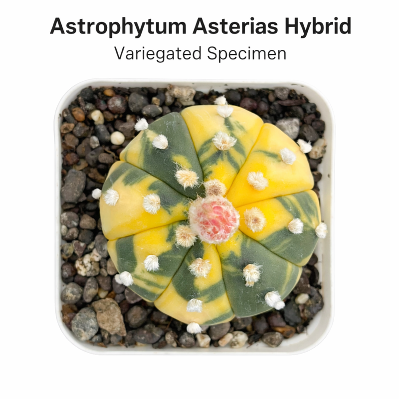 Astrophytum Asterias x variegated