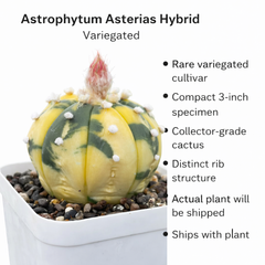 Astrophytum Asterias x variegated